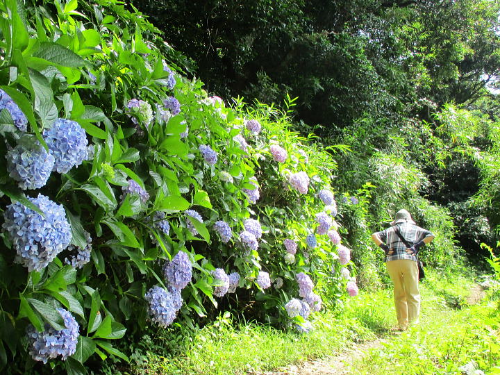 No.494「披露山ハイキングコース」へ