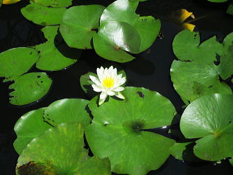 西洋睡蓮(Nymphaea alba)：スイレン科の多年生の水草(浮葉植物)