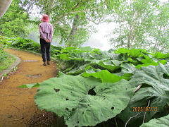 秋田蕗：キク科フキ属の多年草：大きなフキです