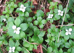 御前橘（Cornus canadensis）：ミズキ科の多年草