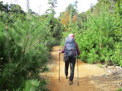 まだ幼木のアカマツ