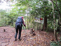 樹林に囲まれています