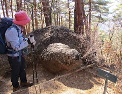 カメの甲羅のような･･･