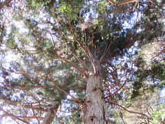 びっくりするほどの大木ではない