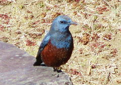 磯鵯：ヒタキ科の小鳥