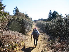 かつての茶畑のその後かも･･･