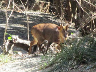 キョン(羗)：Muntiacus reevesi シカ科ホエジカ属