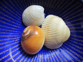 帰宅してから撮影