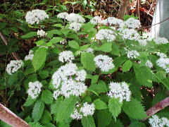 小紫陽花(学名：Hydrangea hirta)：アジサイ科の落葉低木