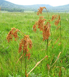 油茅［Scirpus wichurae］：カヤツリグサ科の多年草