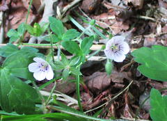 現の証拠［Geranium thunbergii］：フウロソウ科フウロソウ属の多年草
