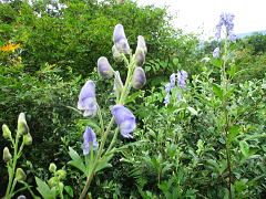 奥鳥兜［Aconitum japonicum subsp. subcuneatum］：キンポウゲ科の一年草。ヤマトリカブトの亜種。