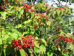 大亀の木（Viburnum furcatum）：ガマズミ科ガマズミ属の落葉小高木