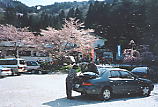 桜吹雪の須賀谷温泉