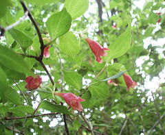 紅花衝羽根空木：スイカズラ科ツクバネウツギ属の落葉低木